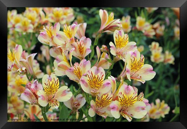 Pink and yellow Peruvian lily flowers Framed Print by John Biglin