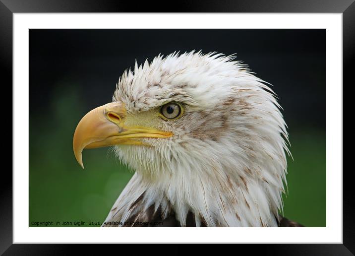 American bald eagle sub adult head and shoulders Framed Mounted Print by John Biglin
