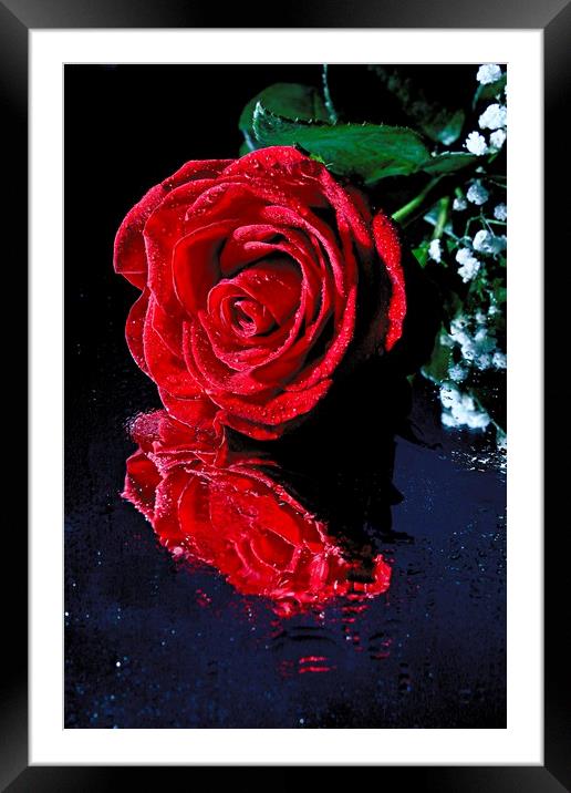 Red rose reflection Framed Mounted Print by Martin Smith