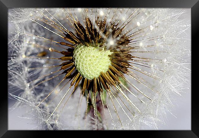 Heart of the dandelion Framed Print by Martin Smith