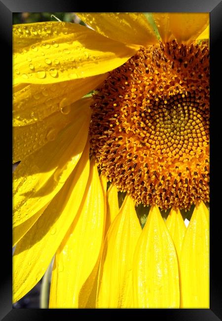 Sunny sunflower Framed Print by Martin Smith