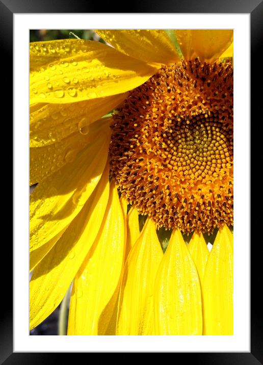 Sunny sunflower Framed Mounted Print by Martin Smith