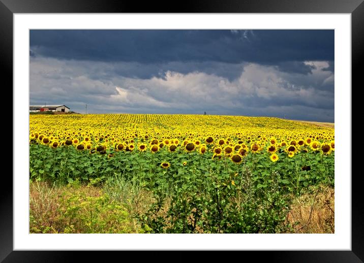 Field of sunflowers Framed Mounted Print by Martin Smith