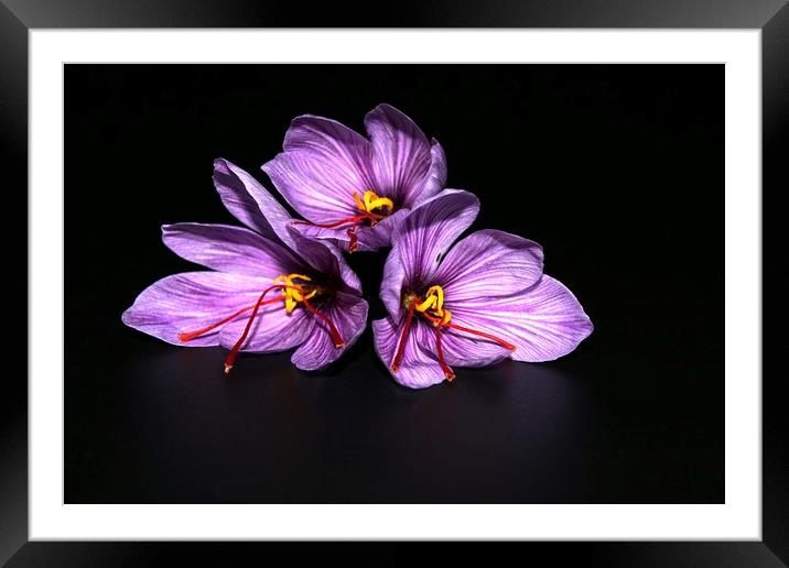 Saffron -  Crocus sativus Framed Mounted Print by Martin Smith