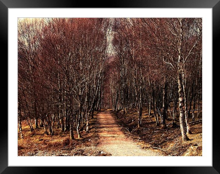 Forest walk Framed Mounted Print by Martin Smith