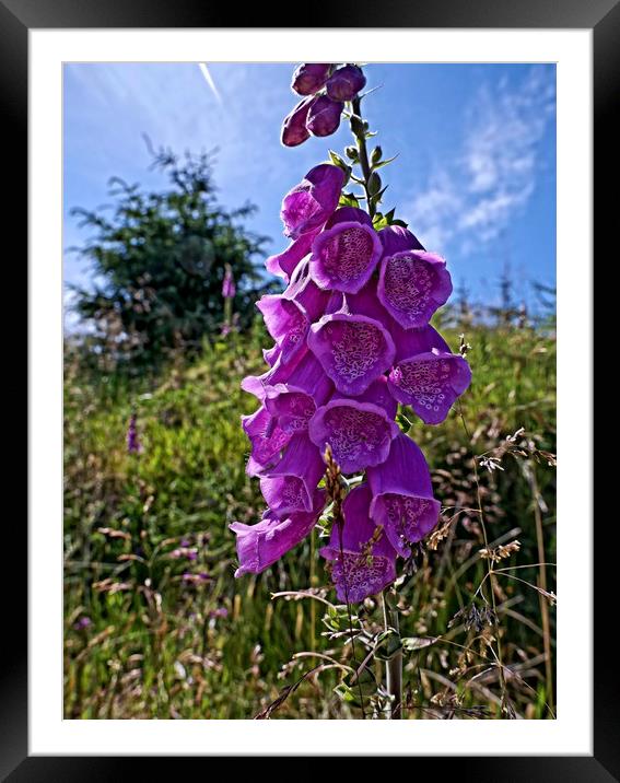 Foxgloves Framed Mounted Print by Martin Smith