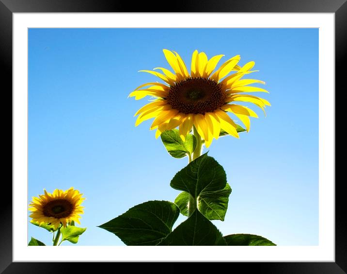 Simply sunflowers Framed Mounted Print by Martin Smith