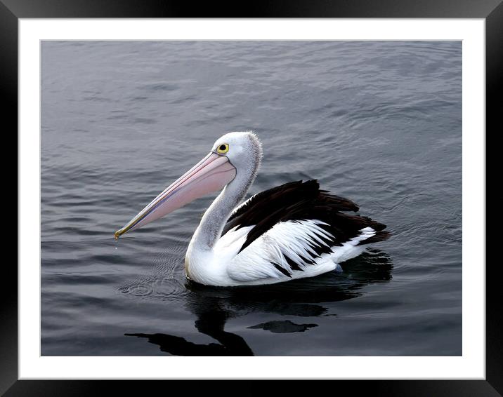 Australian pelican Framed Mounted Print by Martin Smith