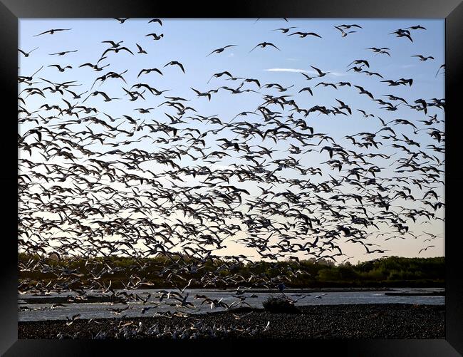 Seabirds takeoff Framed Print by Martin Smith