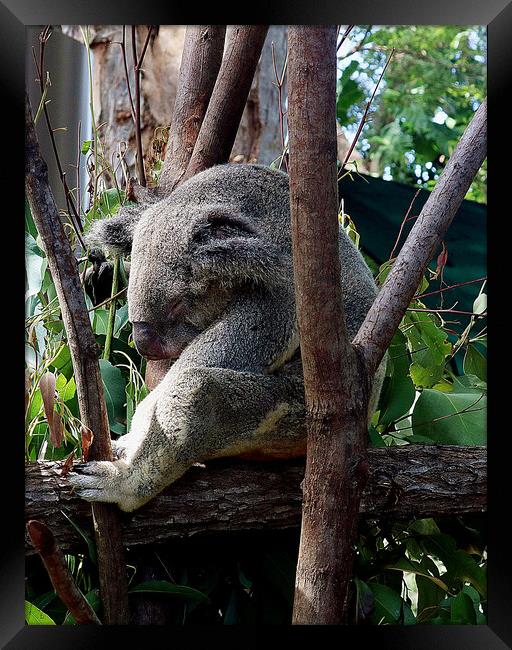 A koala bear sitting on a branch Framed Print by Martin Smith