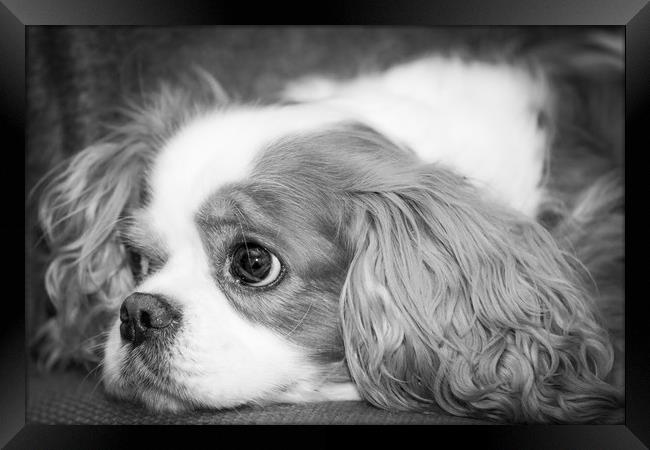 Cuddly Toy - BW Framed Print by Andy Bennette