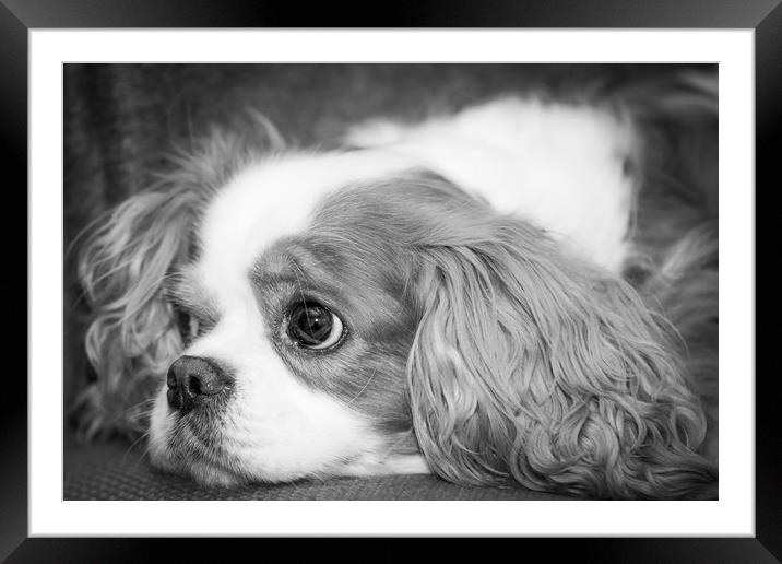 Cuddly Toy - BW Framed Mounted Print by Andy Bennette