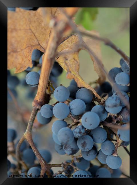 Grapes Framed Print by Alex Katsoulis