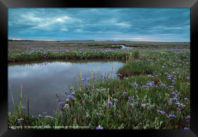 Wild flower display on the salt marsh Framed Print by Stuart Hill