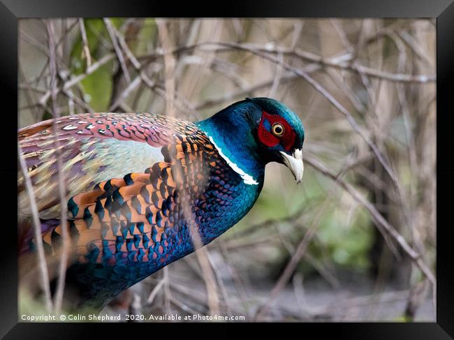 Foraging Pheasant Framed Print by Colin Shepherd