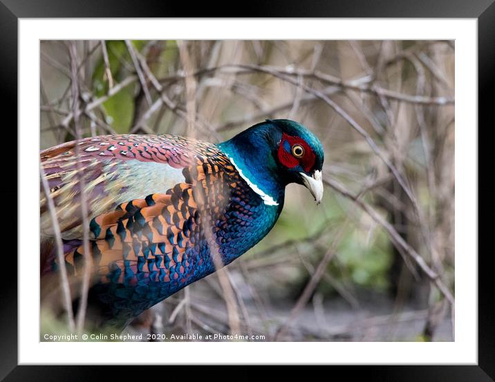 Foraging Pheasant Framed Mounted Print by Colin Shepherd