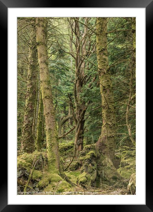 Ancient Of The Forest Framed Mounted Print by Ronnie Reffin