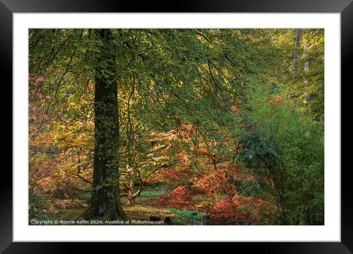 Autumn Colours Framed Mounted Print by Ronnie Reffin