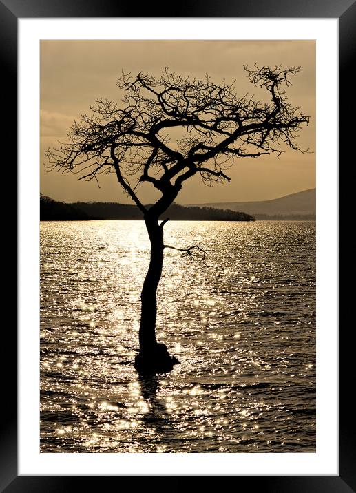 Water Tree Framed Mounted Print by Ronnie Reffin