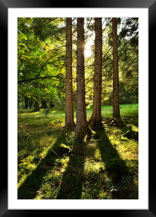 Tree Shadows Framed Mounted Print by Ronnie Reffin
