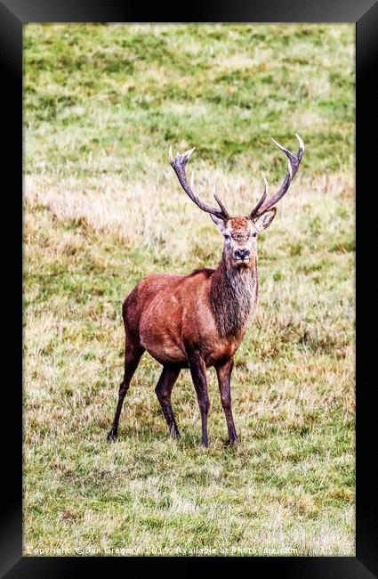 Magnificant Stag Framed Print by Jan Gregory