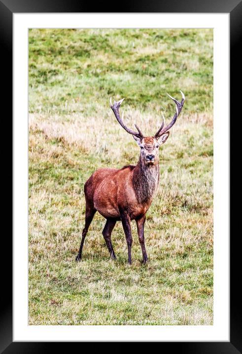 Magnificant Stag Framed Mounted Print by Jan Gregory