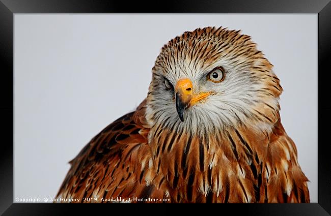 Golden Eagle Framed Print by Jan Gregory