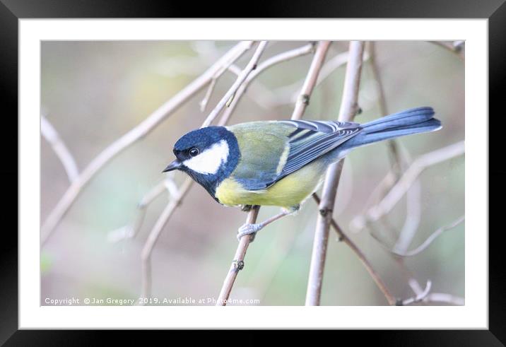 Great Tit Framed Mounted Print by Jan Gregory