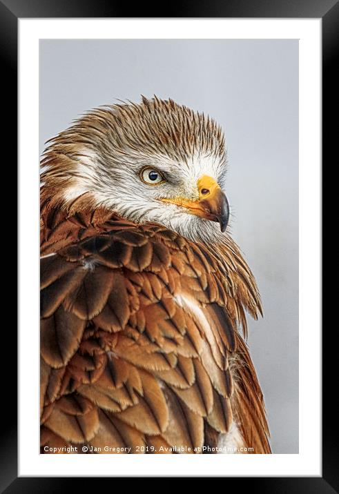 Golden Eagle Framed Mounted Print by Jan Gregory