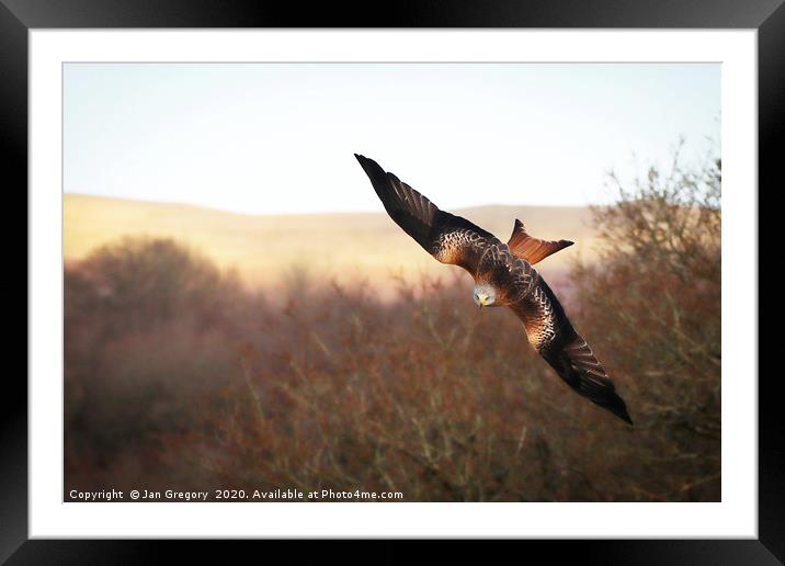 Red Kite Swooping Framed Mounted Print by Jan Gregory