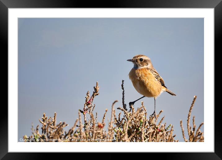 Stonechat on a bush Framed Mounted Print by Jan Gregory