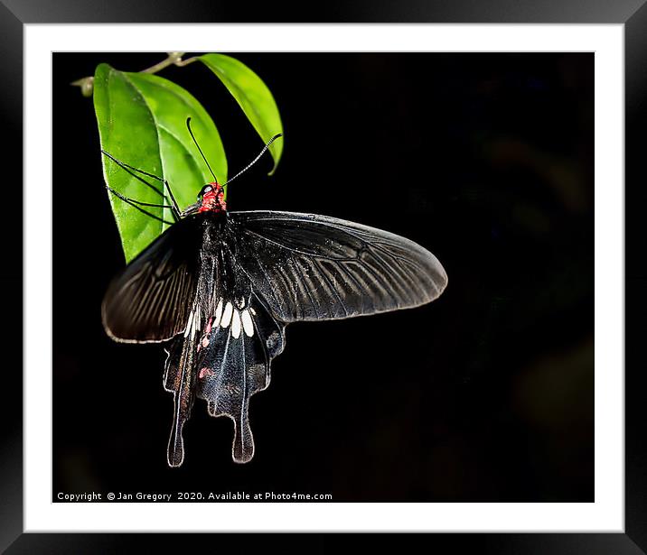 Swallowtail Butterfly Framed Mounted Print by Jan Gregory