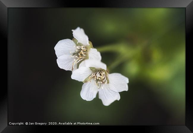 Spring Cherry Blossom Framed Print by Jan Gregory