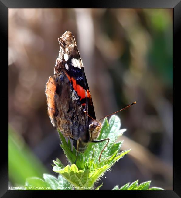 Red Admiral Butterfly Framed Print by Jan Gregory