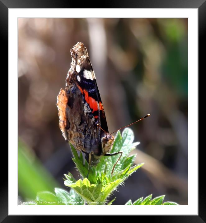 Red Admiral Butterfly Framed Mounted Print by Jan Gregory