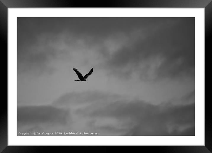 Monochrome Red Kite Framed Mounted Print by Jan Gregory