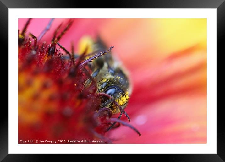 Busy Bee Framed Mounted Print by Jan Gregory