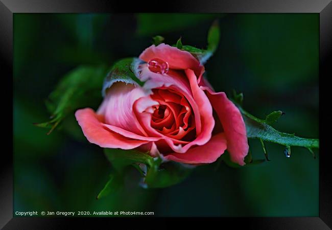 Water droplet on a rose bud Framed Print by Jan Gregory