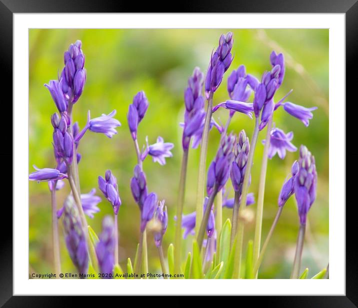 Budding Bluebells Framed Mounted Print by Ellen Morris