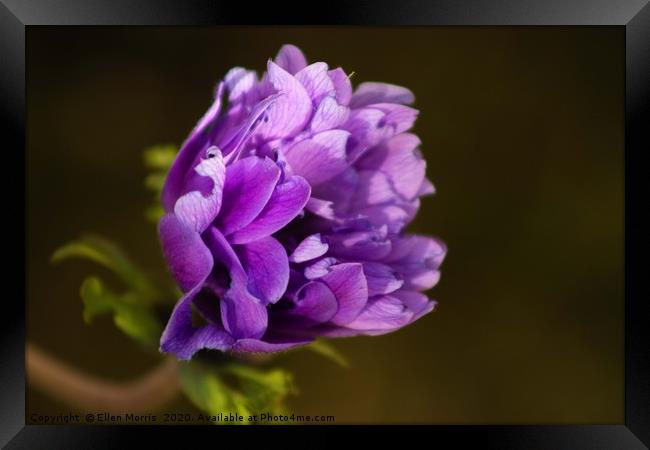 Purple Flower Framed Print by Ellen Morris