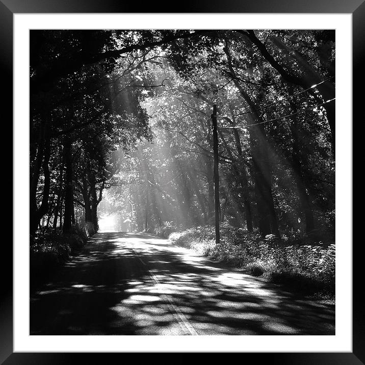 Sunlight through the trees Framed Mounted Print by Neil Gregory