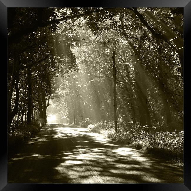 Sepia - Sunlight through the trees Framed Print by Neil Gregory