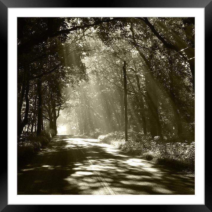 Sepia - Sunlight through the trees Framed Mounted Print by Neil Gregory