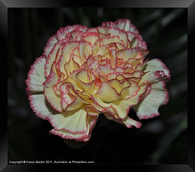 Pink Edged Carnation Framed Print by Karen Martin