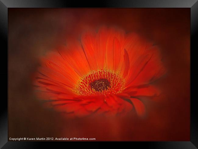 Smokey Gerbera Framed Print by Karen Martin