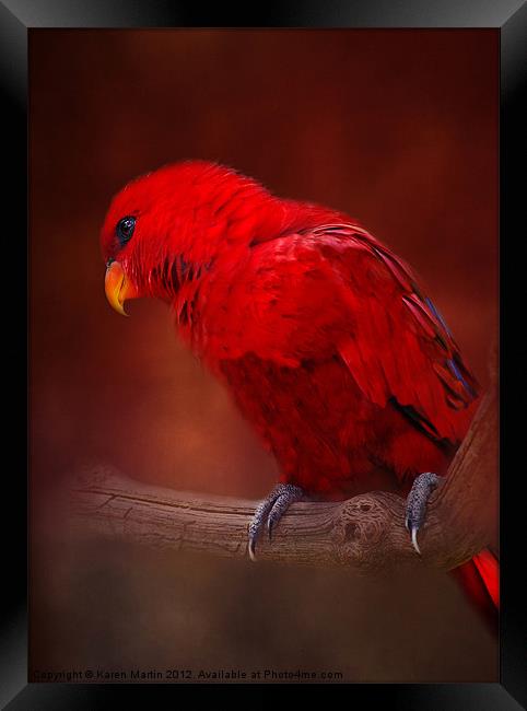 Red Parrot Framed Print by Karen Martin