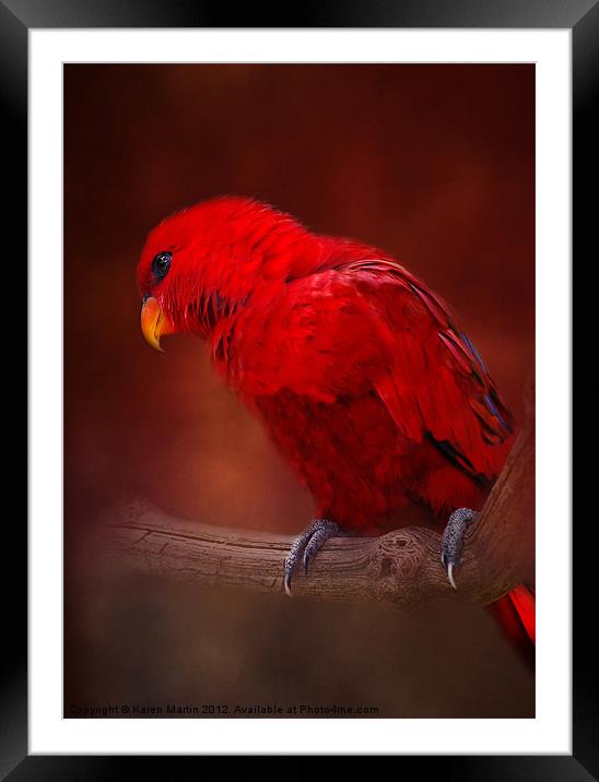 Red Parrot Framed Mounted Print by Karen Martin