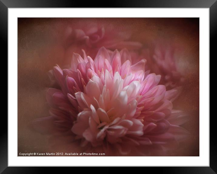 Pink Chrysanthemums Framed Mounted Print by Karen Martin