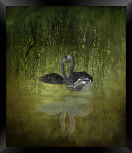 Swan Fantasy Framed Print by Karen Martin