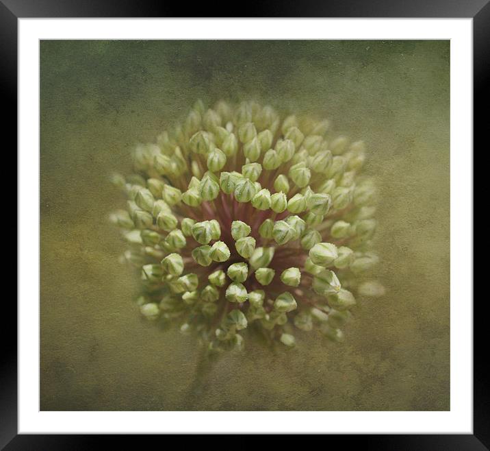 Onion Flower Buds Framed Mounted Print by Karen Martin